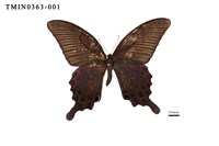 Papilio dialis tatsuta Collection Image, Figure 1, Total 4 Figures